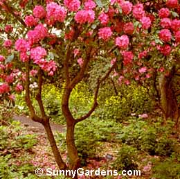 Rhododendron, Rhodie
