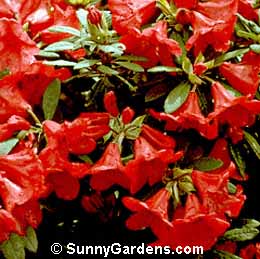 Rhododendron, Rhodie