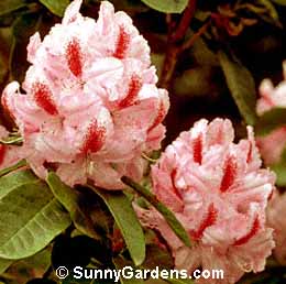 Rhododendron, Rhodie