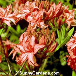 Rhododendron, Rhodie