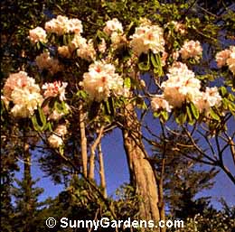Rhododendron, Azalea