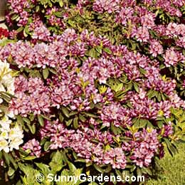 Rhododendron, Rhodie