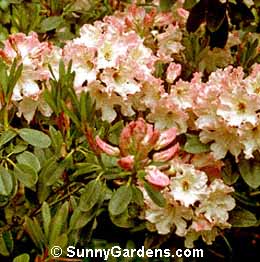 Rhododendron, Rhodie