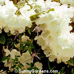 Rhododendron, Rhodie