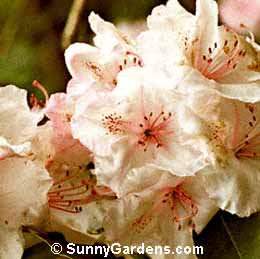 Rhododendron, Rhodie