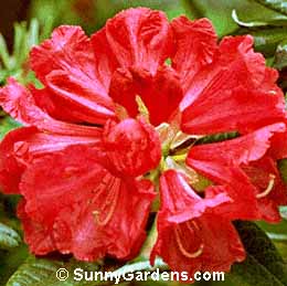 Rhododendron, Rhodie