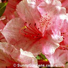 Rhododendron, Rhodie