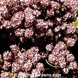 Rhododendron, Purple Gem Rhododendron, Rhodie