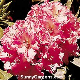 Rhododendron x, Scintillation Rhododendron, Rhodie, Dexter Hybrid