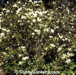 Rhododendron x fragrantissimum, Azalea, Rhododendron x sesteriamum