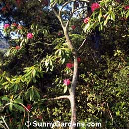 Rhododendron insigne, Azalea