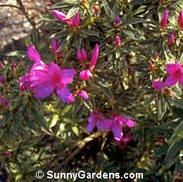 Rhododendron simsii, Sims's Azalea