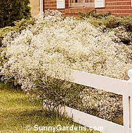 Gypsophila paniculata, Baby's Breath