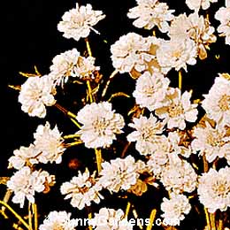 Gypsophila paniculata, Baby's Breath