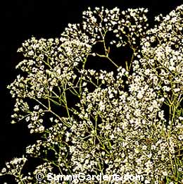 Gypsophila repens, Creeping Baby's Breath