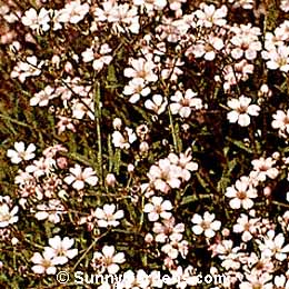Gypsophila repens, Pink Creeping Baby's Breath, Creeping Baby's Breath