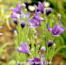 Platycodon grandiflorus, Balloon Flower