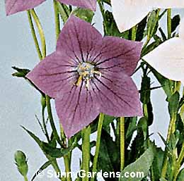Platycodon grandiflorus, Balloon Flower