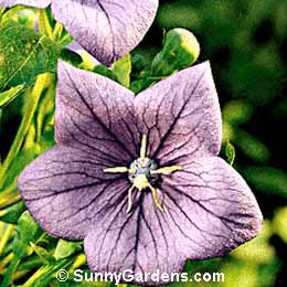 Platycodon grandiflorus mariesii, Dwarf Balloon Flower