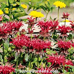 Monarda, Bee Balm