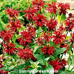 Monarda didyma, Didyma Beebalm