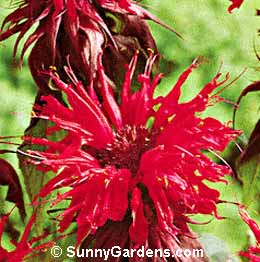 Monarda didyma, Bergamot