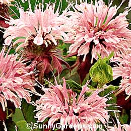 Monarda didyma, Bee Balm