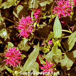 Monarda didyma, Bee Balm, Bergamot, Oswego Tea