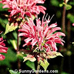 Monarda didyma, Bergamot, Oswego Tea