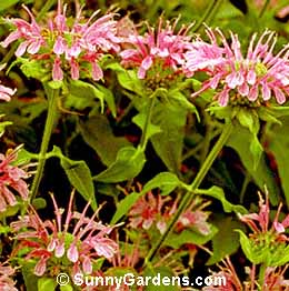 Monarda didyma, Bee Balm, Monarda coccinea, Oswego Tea