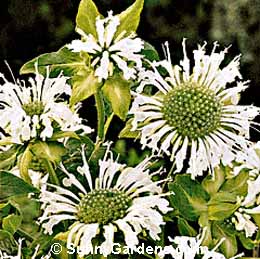 Monarda didyma, Bee Balm