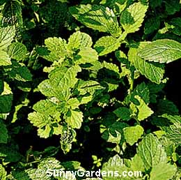 Melissa officinalis, Sweet Balm