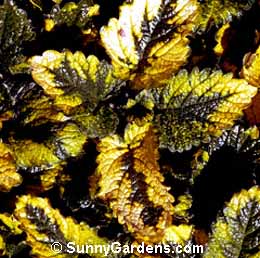 Melissa officinalis, Lemon Balm, Sweet Balm
