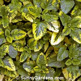 Melissa officinalis, Golden Lemon Balm, Bee Balm