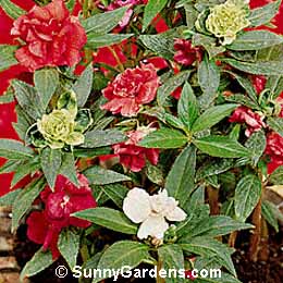 Impatiens balsamina, Balsam, Touch-me-not