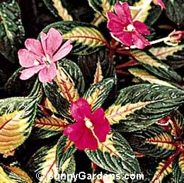 Impatiens hawkei, New Guinea Impatiens, Touch-me-not