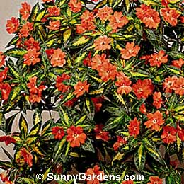 Impatiens hawkei, New Guinea Impatiens, Touch-me-not