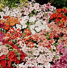 Impatiens wallerana, Busy Lizzie, Touch-me-not