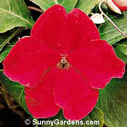 Impatiens wallerana, Busy Lizzie, Touch-me-not