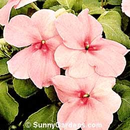 Impatiens wallerana, Busy Lizzie, Touch-me-not
