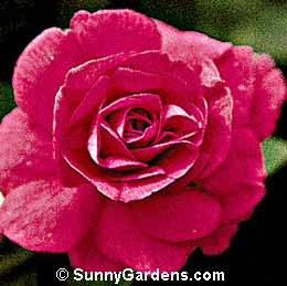 Impatiens wallerana, Busy Lizzie, Touch-me-not