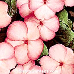 Impatiens wallerana, Busy Lizzie, Touch-me-not