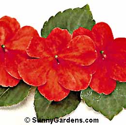 Impatiens wallerana, Busy Lizzie, Touch-me-not