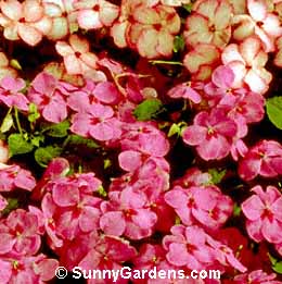 Impatiens wallerana, Balsam, Touch-me-not