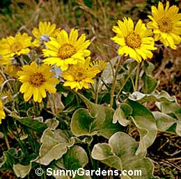 Balsamorhiza sagittata, Oregon Sunflower