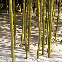 Phyllostachys aurea, Golden Bamboo