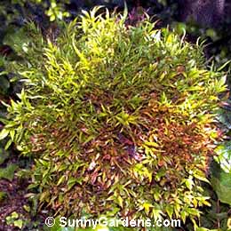 Nandina, Heavenly Bamboo, Sacred Bamboo