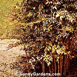 Nandina domestica, Heavenly Bamboo, Nandina, Sacred Bamboo