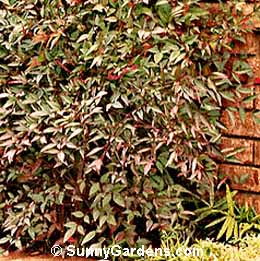 Nandina domestica, Dwarf Heavenly Bamboo, Sacred Bamboo
