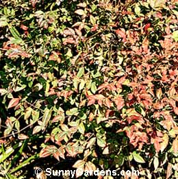 Nandina domestica, Dwarf Harbour Heavenly Bamboo, Sacred Bamboo